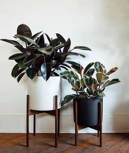 适合在室内养的大型绿植有哪些?