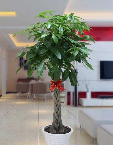 适合在室内养的大型绿植有哪些?