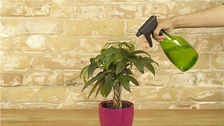 适合在室内养的大型绿植有哪些?