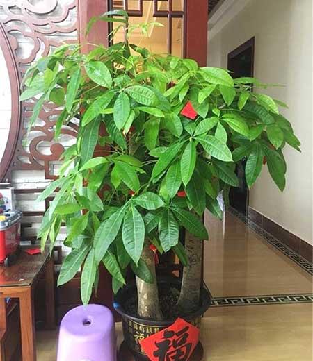 适合在室内养的大型绿植有哪些?