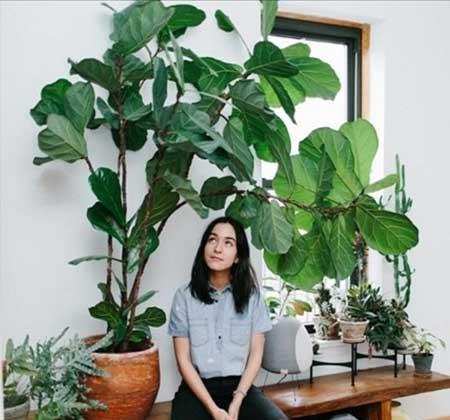 适合在室内养的大型绿植有哪些?