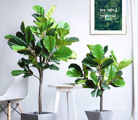 适合在室内养的大型绿植有哪些?