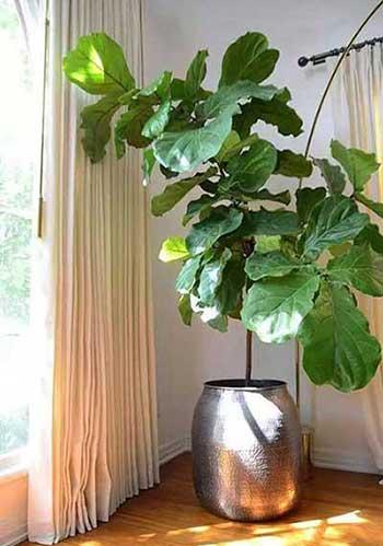 适合在室内养的大型绿植有哪些?