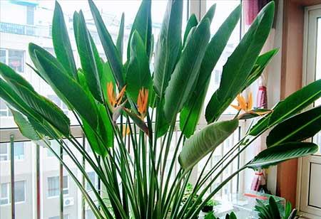 适合在室内养的大型绿植有哪些?