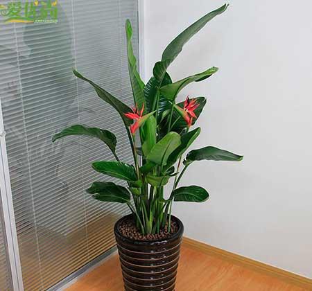 适合在室内养的大型绿植有哪些?