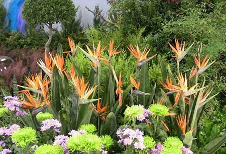 适合在室内养的大型绿植有哪些?