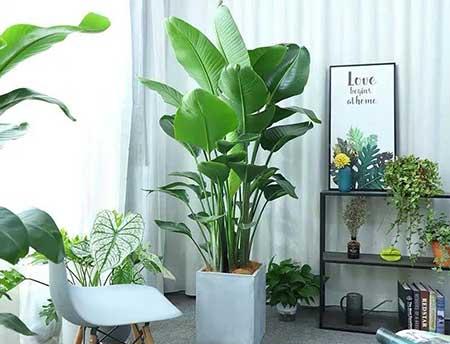 适合在室内养的大型绿植有哪些?