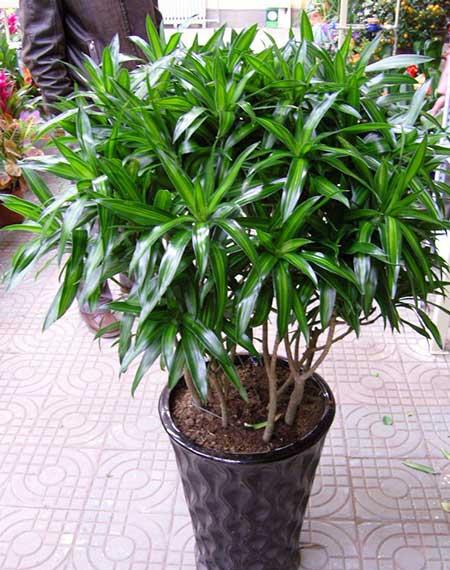 适合在室内养的大型绿植有哪些?