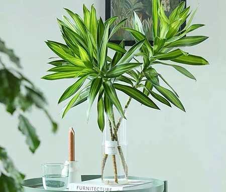 适合在室内养的大型绿植有哪些?