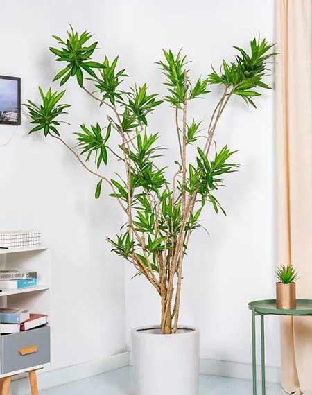 适合在室内养的大型绿植有哪些?