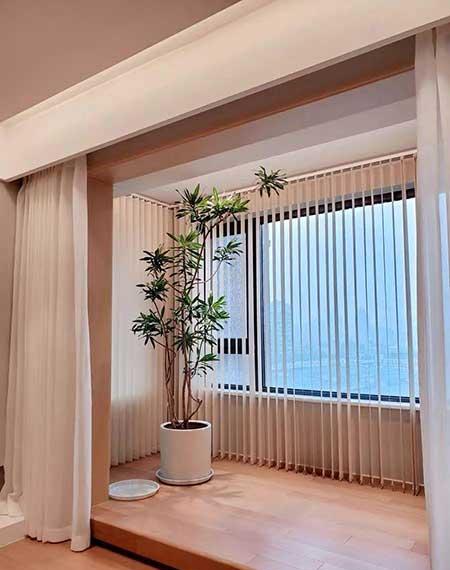 适合在室内养的大型绿植有哪些?