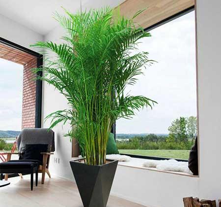 适合在室内养的大型绿植有哪些?