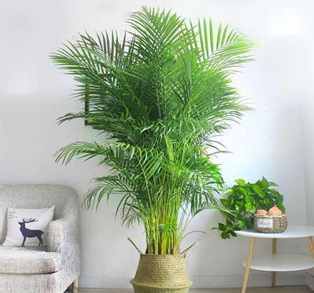 适合在室内养的大型绿植有哪些?