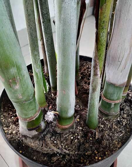 适合在室内养的大型绿植有哪些?