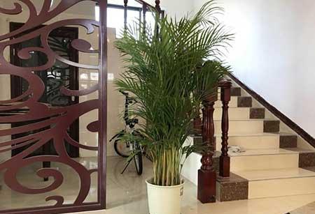 适合在室内养的大型绿植有哪些?