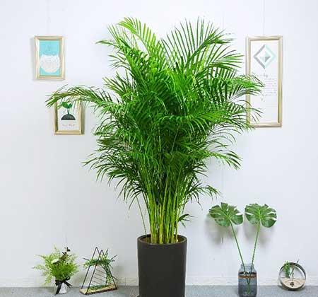 适合在室内养的大型绿植有哪些?