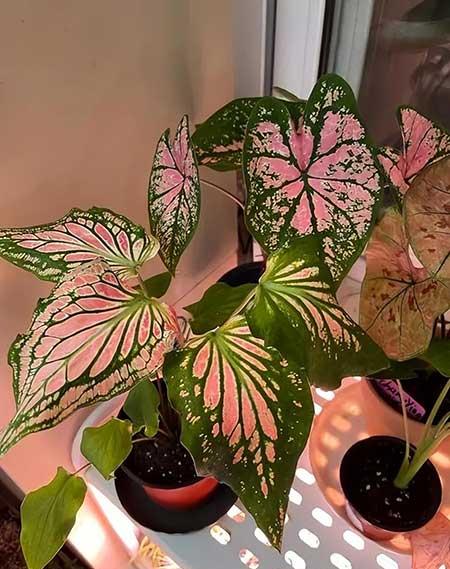 适合在强光下养的花