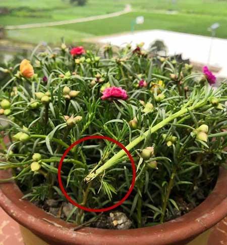 适合在强光下养的花