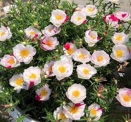 适合在强光下养的花