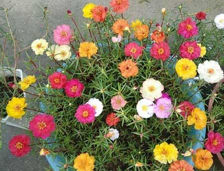 适合在强光下养的花