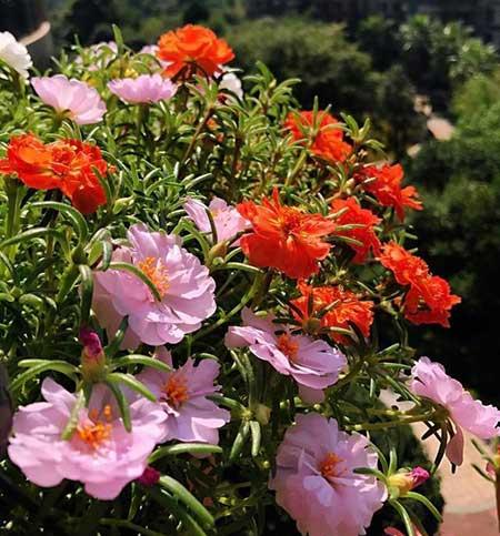 适合在强光下养的花