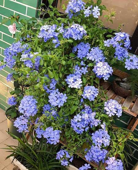 适合在强光下养的花