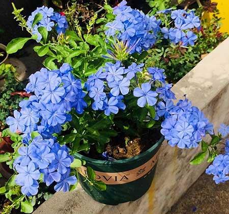 适合在强光下养的花