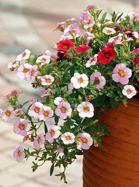 适合在强光下养的花