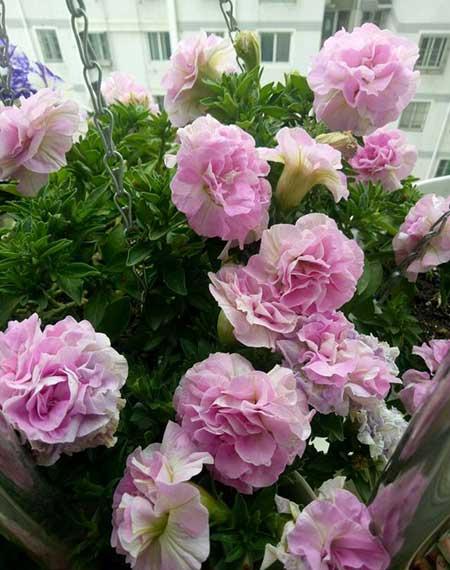 适合在强光下养的花