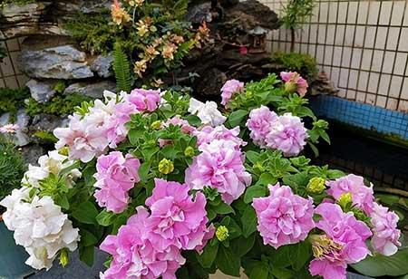 适合在强光下养的花