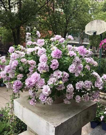 适合在强光下养的花