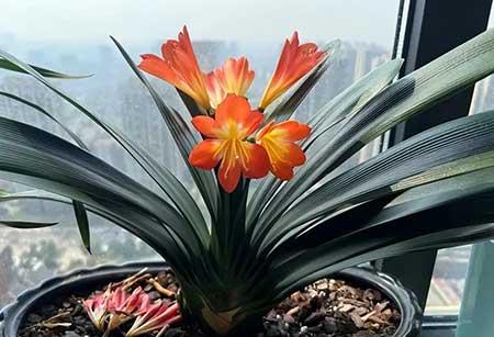 适合在强光下养的花