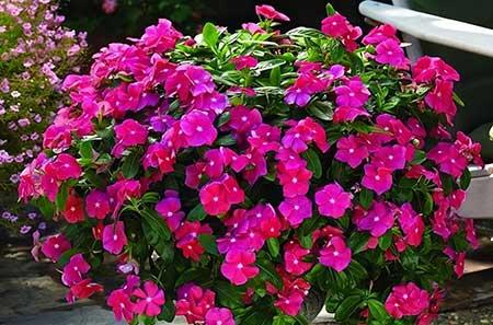 适合在强光下养的花