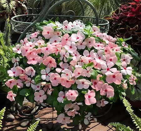 适合在强光下养的花