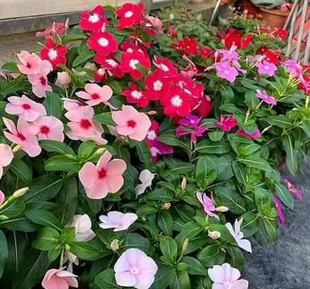 适合在强光下养的花