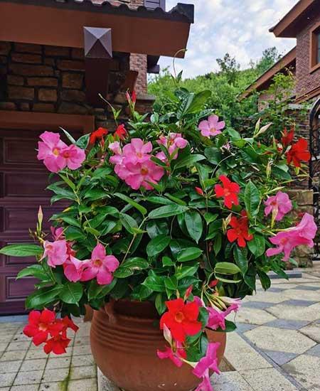 适合在强光下养的花