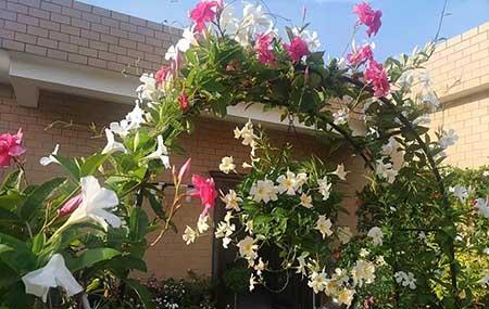 适合在强光下养的花