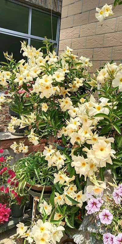 适合在强光下养的花