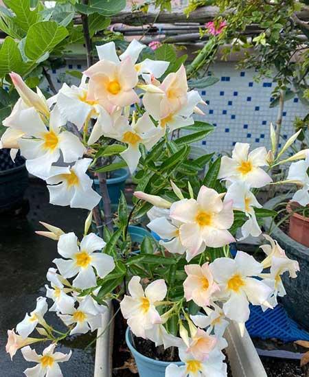 适合在强光下养的花