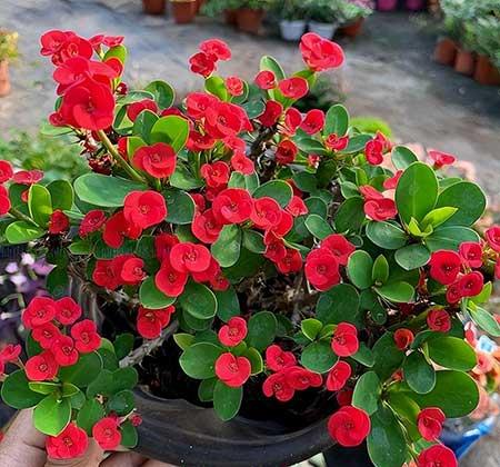 适合在强光下养的花