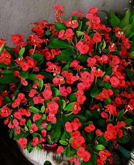 适合在强光下养的花