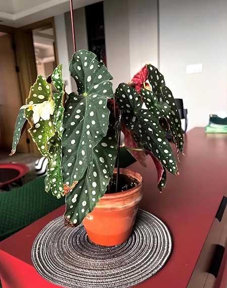 适合在强光下养的花