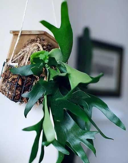 适合在强光下养的花