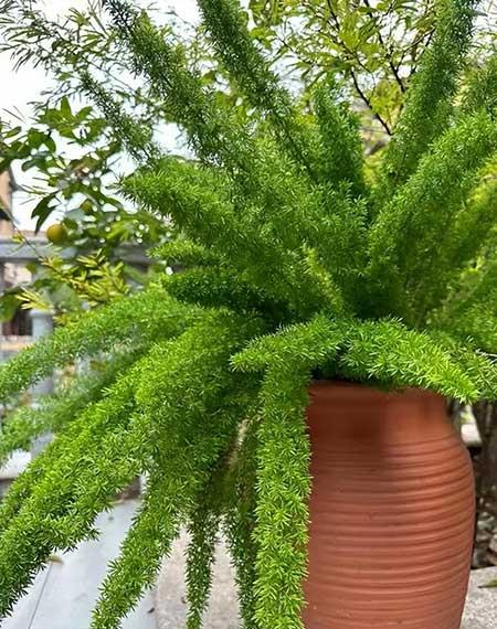 适合在强光下养的花