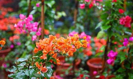 适合在强光下养的花