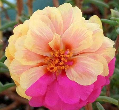 适合在强光下养的花