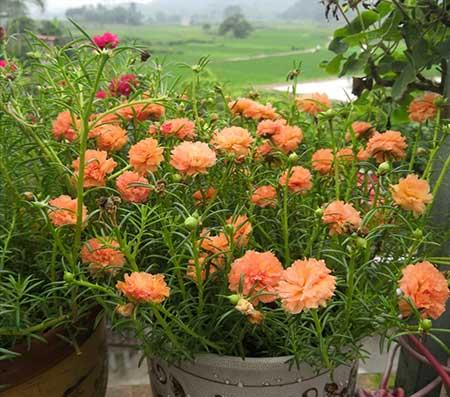 适合在强光下养的花