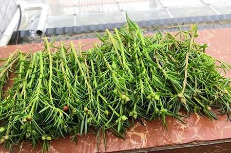 适合在强光下养的花