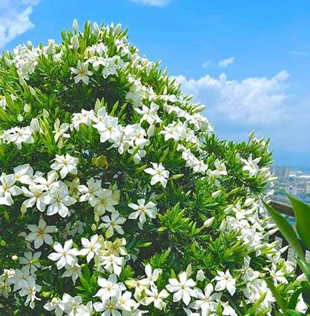 适合在露天阳台养的花