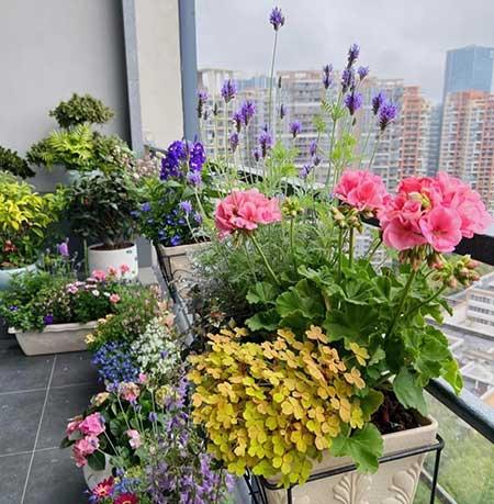适合在露天阳台养的花